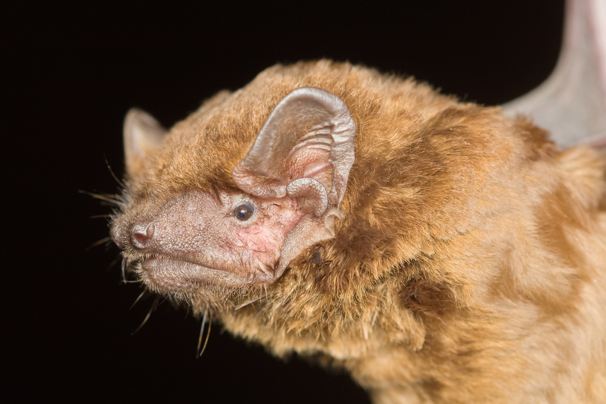 Platane commun et Noctule commune